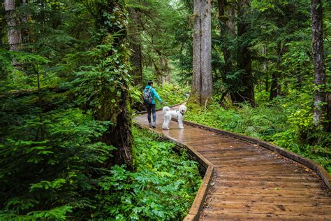 Discover the Best Dog-Friendly Hiking Trails Near You: Top Routes for Enjoyable Walks with Your Furry Friend