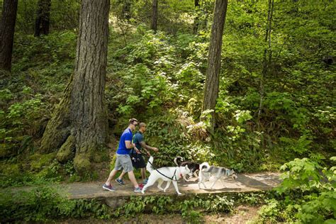 Discover the Best Dog-Friendly Hiking Trails Near You: Top Routes for Enjoyable Walks with Your Furry Friend