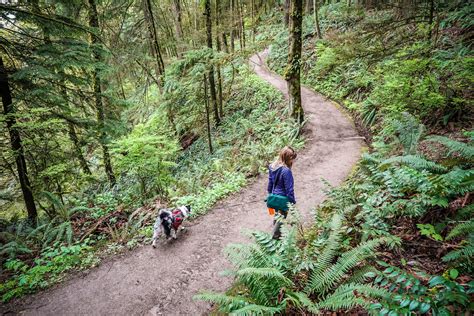 Discover the Best Dog-Friendly Hiking Trails Near You: Top Routes for Enjoyable Walks with Your Furry Friend