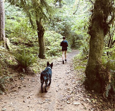 Discover the Best Dog-Friendly Hiking Trails Near You: Top Routes for Enjoyable Walks with Your Furry Friend