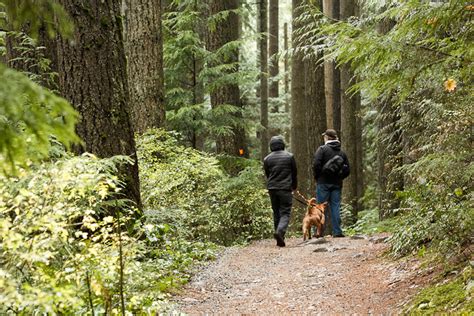 Discover the Best Dog-Friendly Hiking Trails Near You: Top Routes for Enjoyable Walks with Your Furry Friend