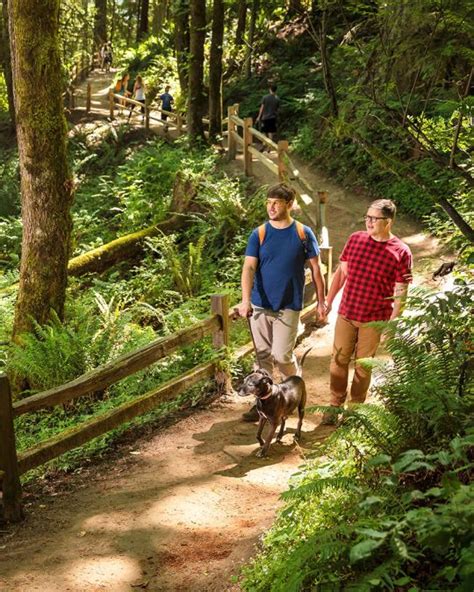 Discover the Best Dog-Friendly Hiking Trails Near You: Top Routes for Enjoyable Walks with Your Furry Friend